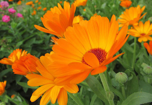 Calendula - Pot Marigold