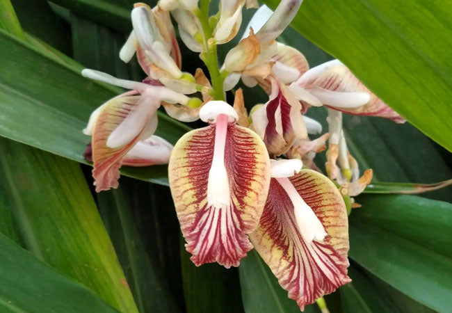 Κάρδαμο Αποξηραμένο (Cardamom) - Αρωματικό Υπερμπαχαρικό Ευεξίας - OiloHerb