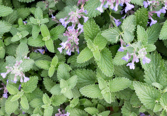 Catnip (Nepeta cataria) | Natural Relaxation & Wellness Herb