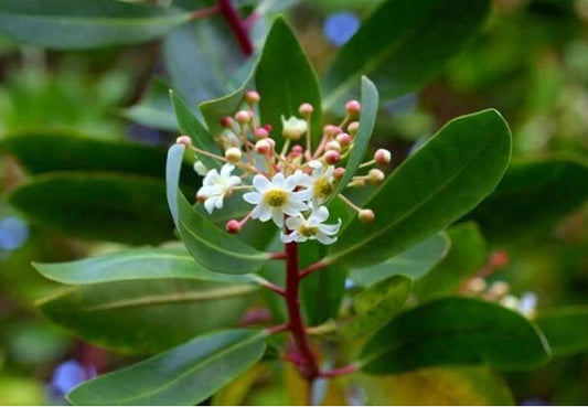Κατουάμπα Σκόνη (Catuaba) - Φυσικό Τονωτικό του Αμαζονίου - OiloHerb