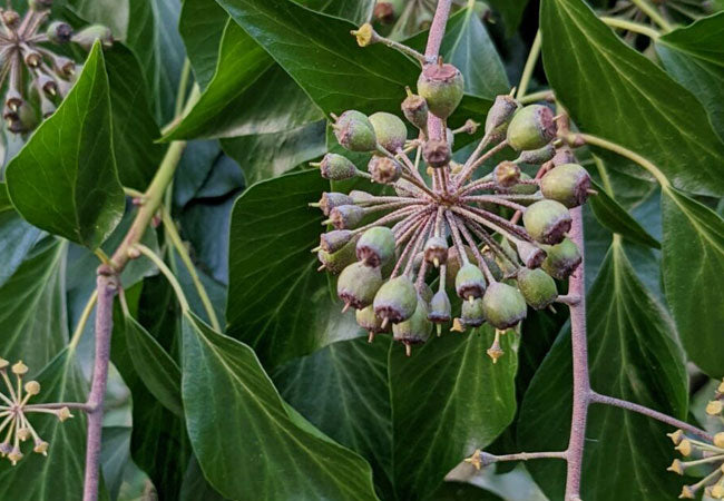 Common Ivy (Hedera Helix) - Herbal Support for the Respiratory System