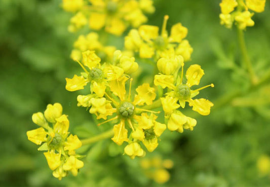 Common Rue (Ruta Graveolens) – Dried natural herb with therapeutic benefits