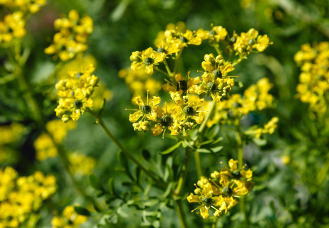 Common Rue