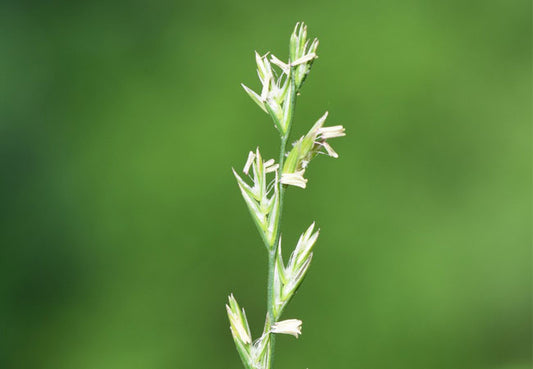Αγριάδα (CouchGrass) – Φυσικό Διουρητικό & Αντιφλεγμονώδες Βότανο