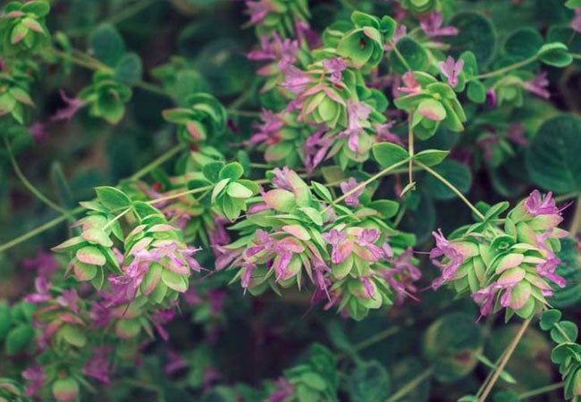 Cretan Dittany (Origanum dictamnus) - aromatic wellness herb