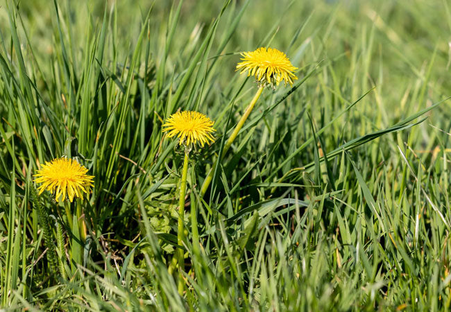 Dandelion dried herb - natural wellness and detox support