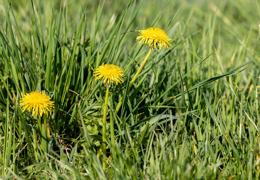 Dandelion dried herb - natural wellness and detox support