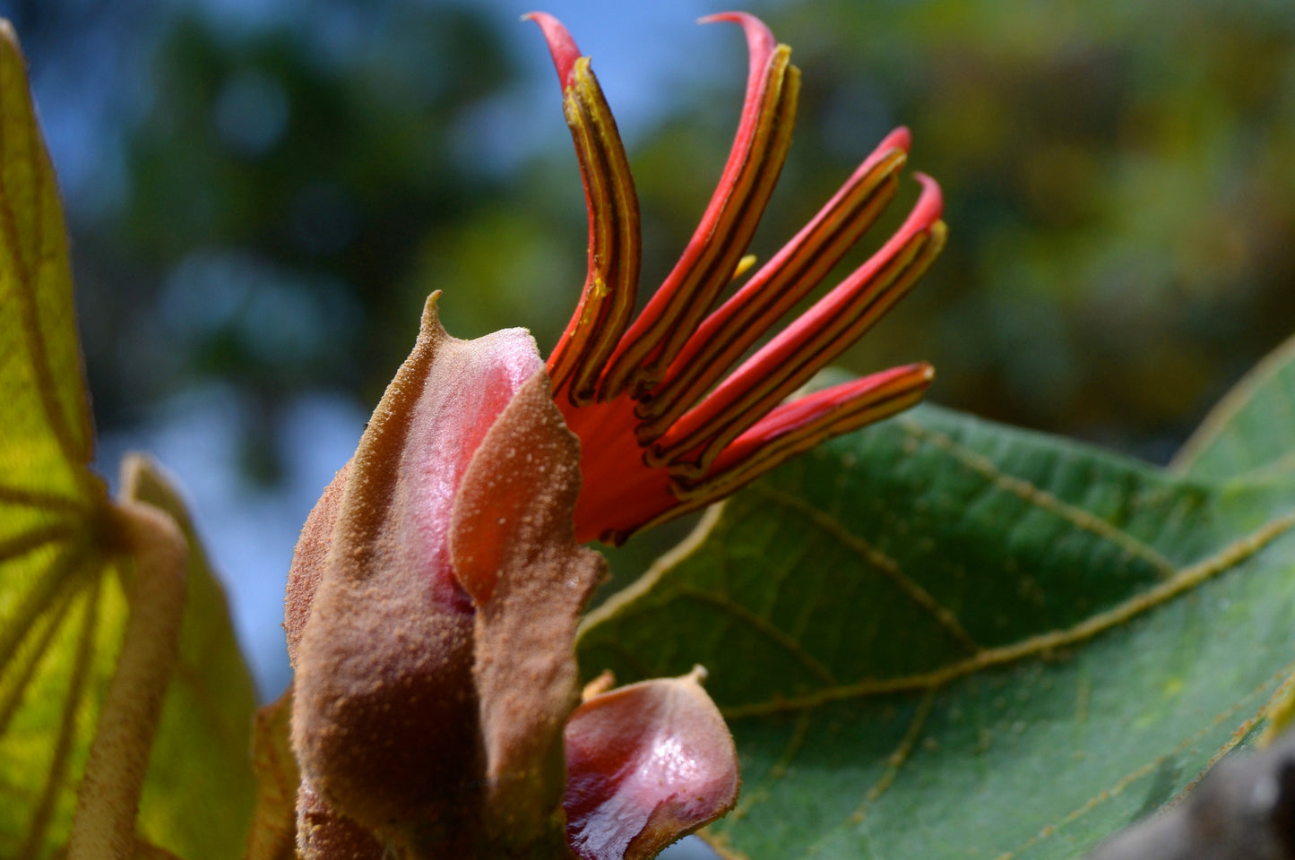 Αρπαγόφυτο (Harpagophytum Procumbens - Devil’s Claw)
