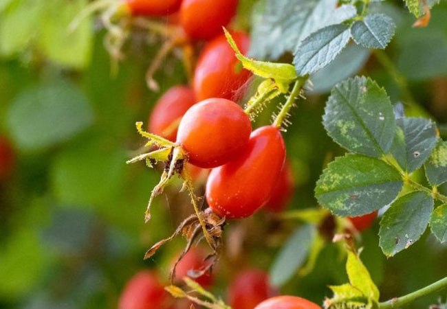 Κυνόροδο (Dog Rose)