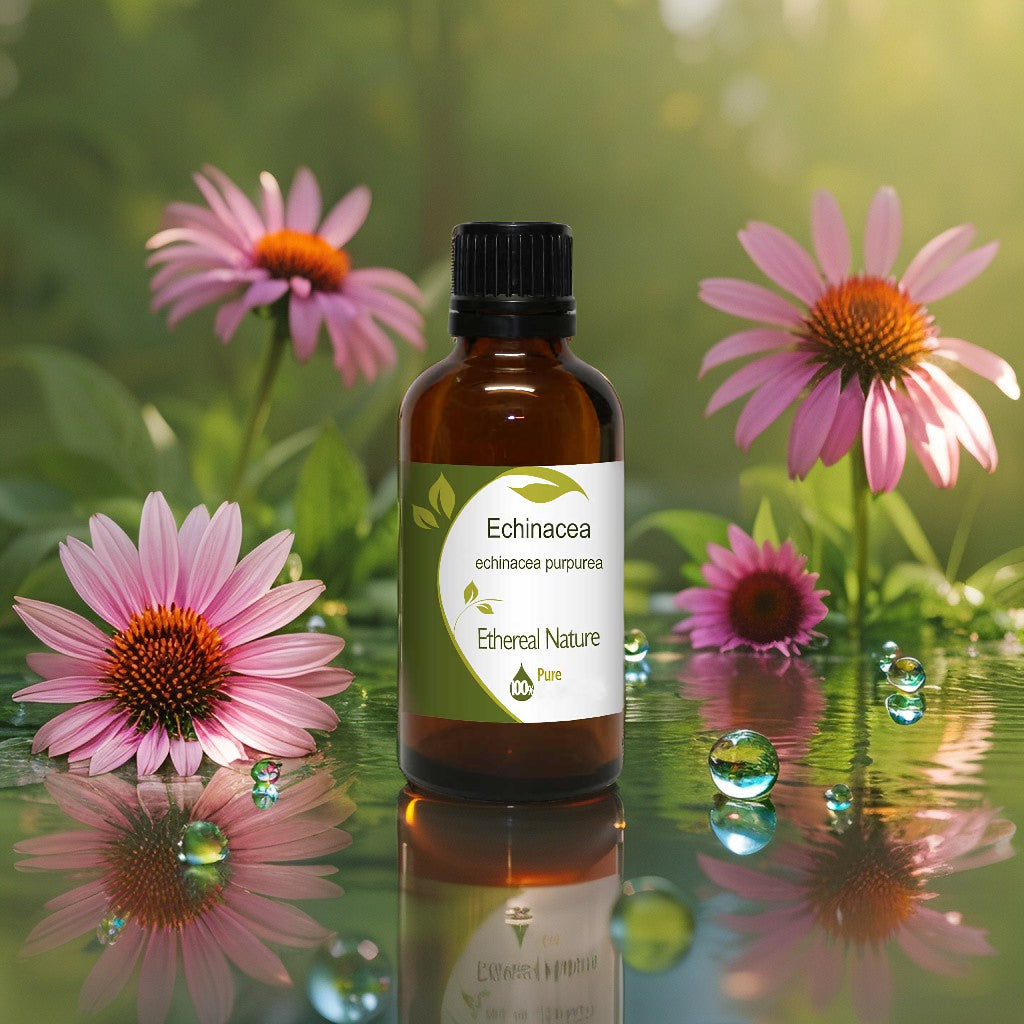 OiloHerb Echinacea Oil – Healing & Natural Skin Protection