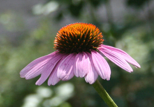 Echinacea - Coneflower