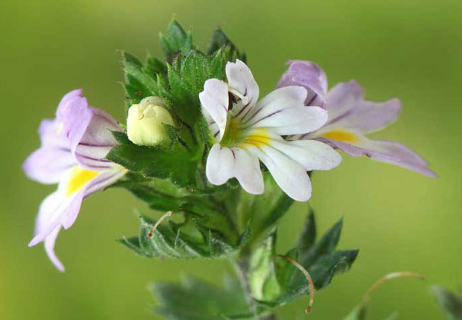 Eyebright (Euphrasia officinalis) herb - natural eye & wellness herb