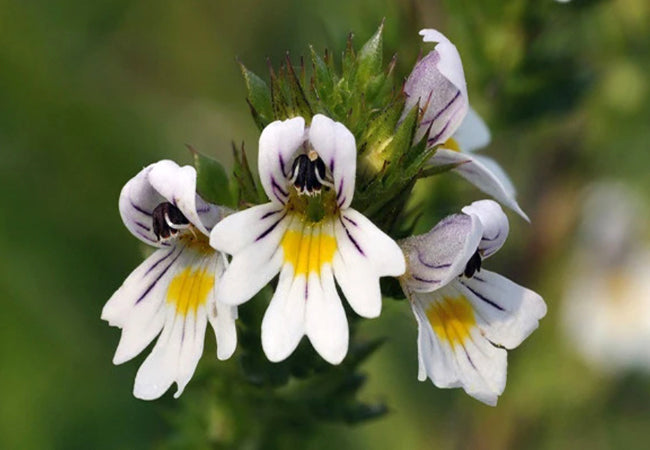 Ευφραζία (Eyebright)