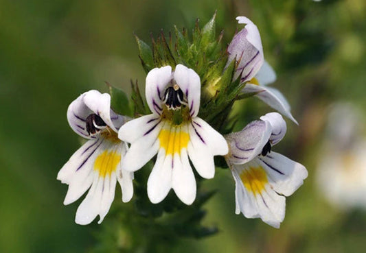 Eyebright