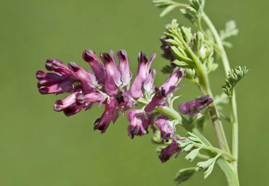 Fumitory