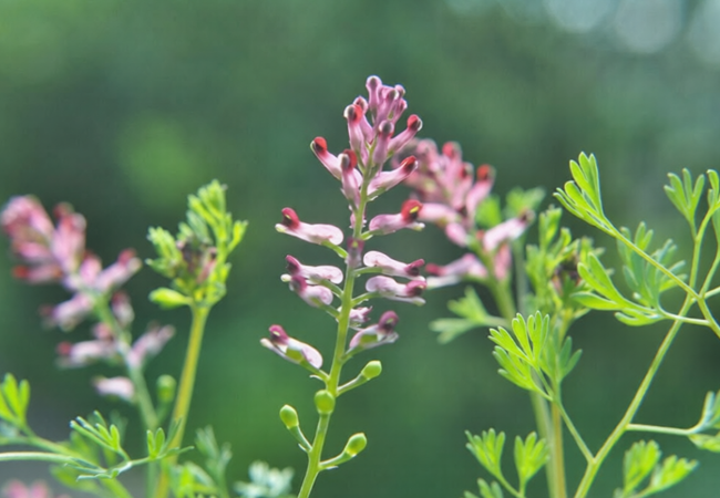 Φουμάρια (Fumaria Officinalis) - Φυσική Υποστήριξη Πέψης, Αποτοξίνωσης & Δέρματος - OiloHerb