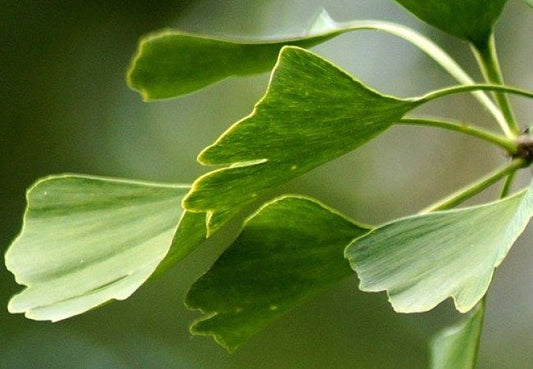 Ginkgo Billoba