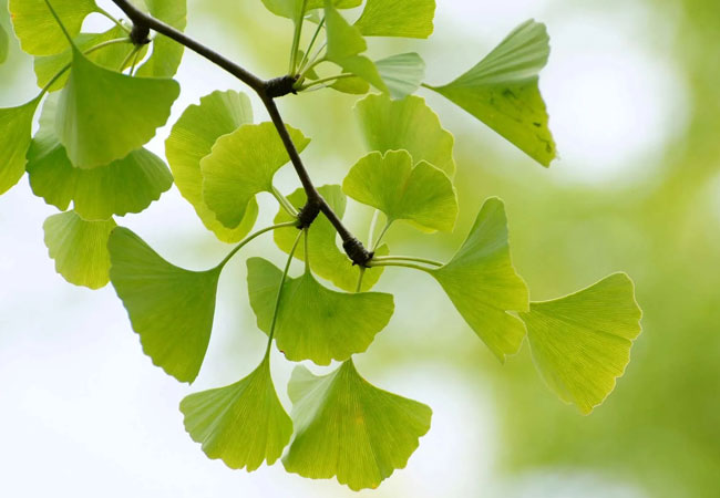 Ginkgo Biloba Herb - natural herb for circulation, memory & vitality