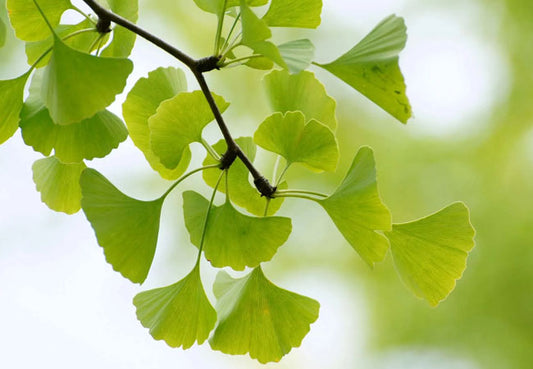 Ginkgo Biloba Herb - natural herb for circulation, memory & vitality