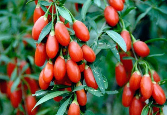 Goji Berry superfood dried Lycium barbarum red berries