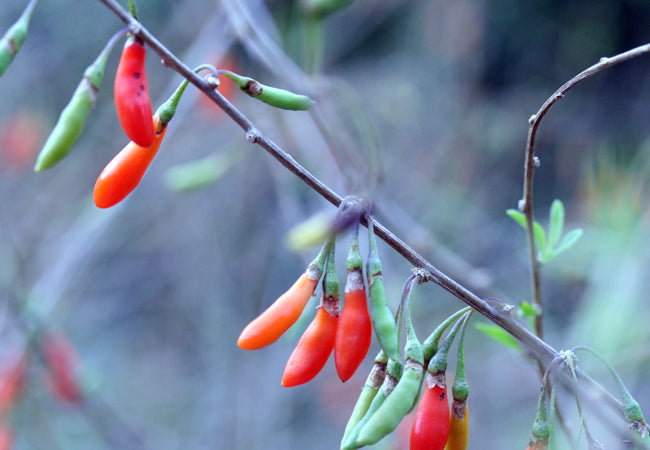 Goji Berry