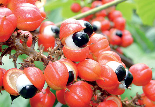 Guarana