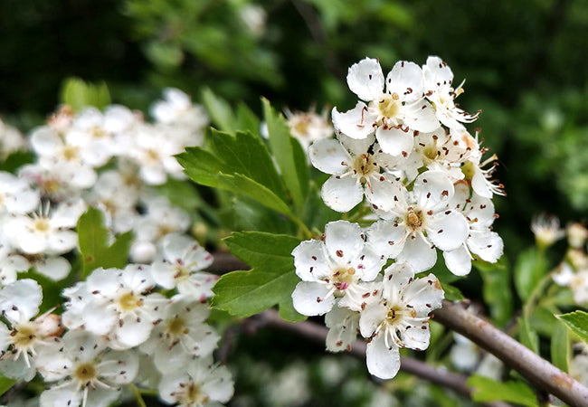 Hawthorn