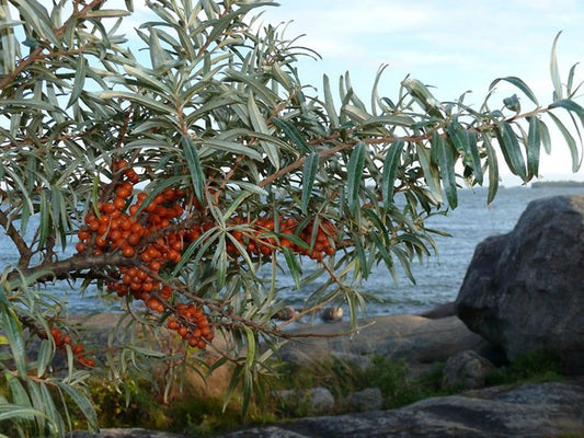 Ιπποφαές Αποξηραμένο (Sea Buckthorn) - Φυσική Υπερτροφή Ευεξίας - OiloHerb