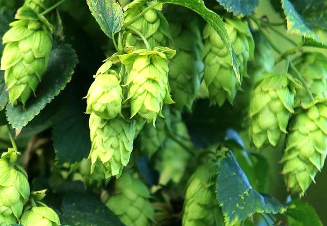 Hop - Humulus lupulus