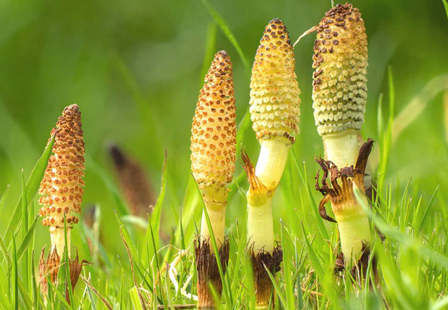 Horsetail (Εκουιζέτο) Αποξηραμένο Βότανο - Φυσική Τόνωση & Ενέργεια