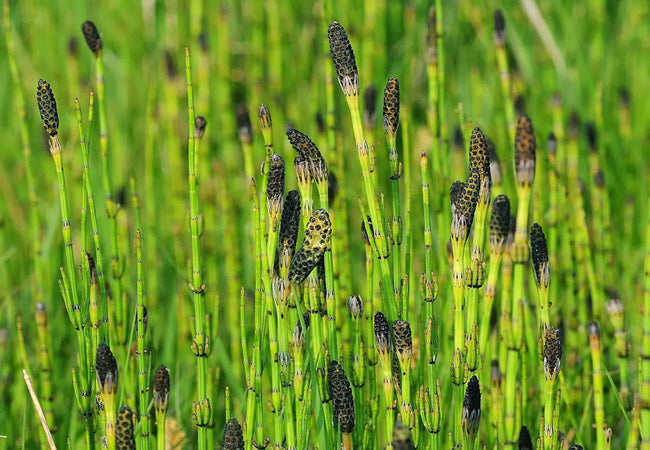 Horsetail