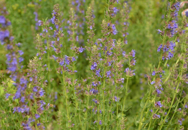Ύσσωπος (Hyssopus Officinalis) - Φυσική Ανακούφιση Αναπνευστικού & Ευεξία - OiloHerb