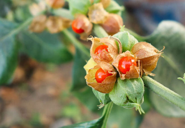 Ινδικό Τζίνσενγκ Σκόνη (Ashwagandha - Indian Ginseng) - OiloHerb