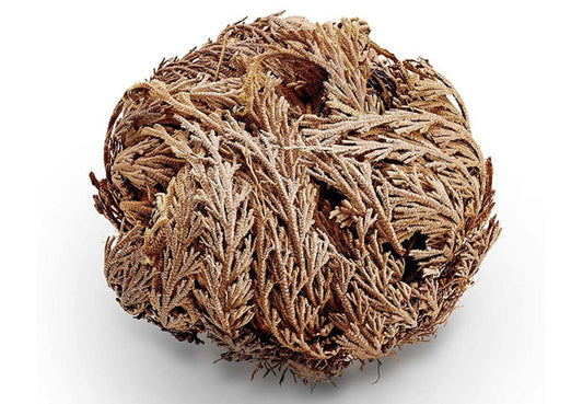 Jericho Rose Anastatica hierochuntica in water bowl