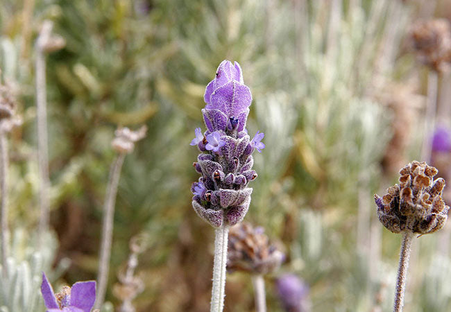 Lavender