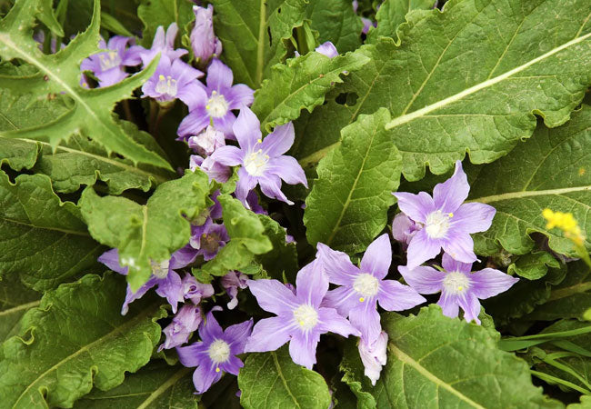 Mandrake (Atropa Mandragora) - Historic medicinal herb