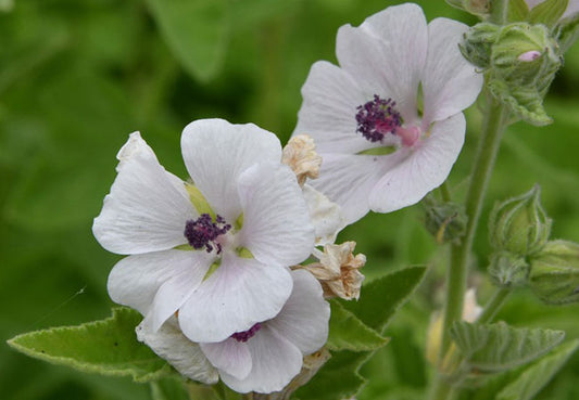 Μολόχα (Malva sylvestris) - Φυσικό Καταπραϋντικό Βότανο για Πεπτικό & Δέρμα - OiloHerb