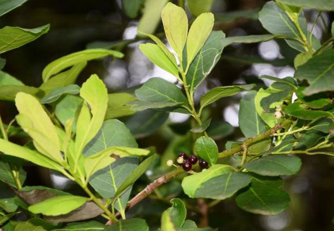 Yerba Maté