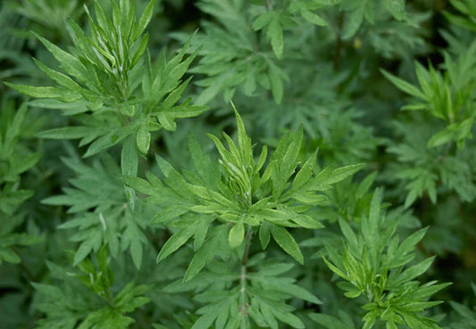 Mugwort Artemisia vulgaris dried herbal leaves