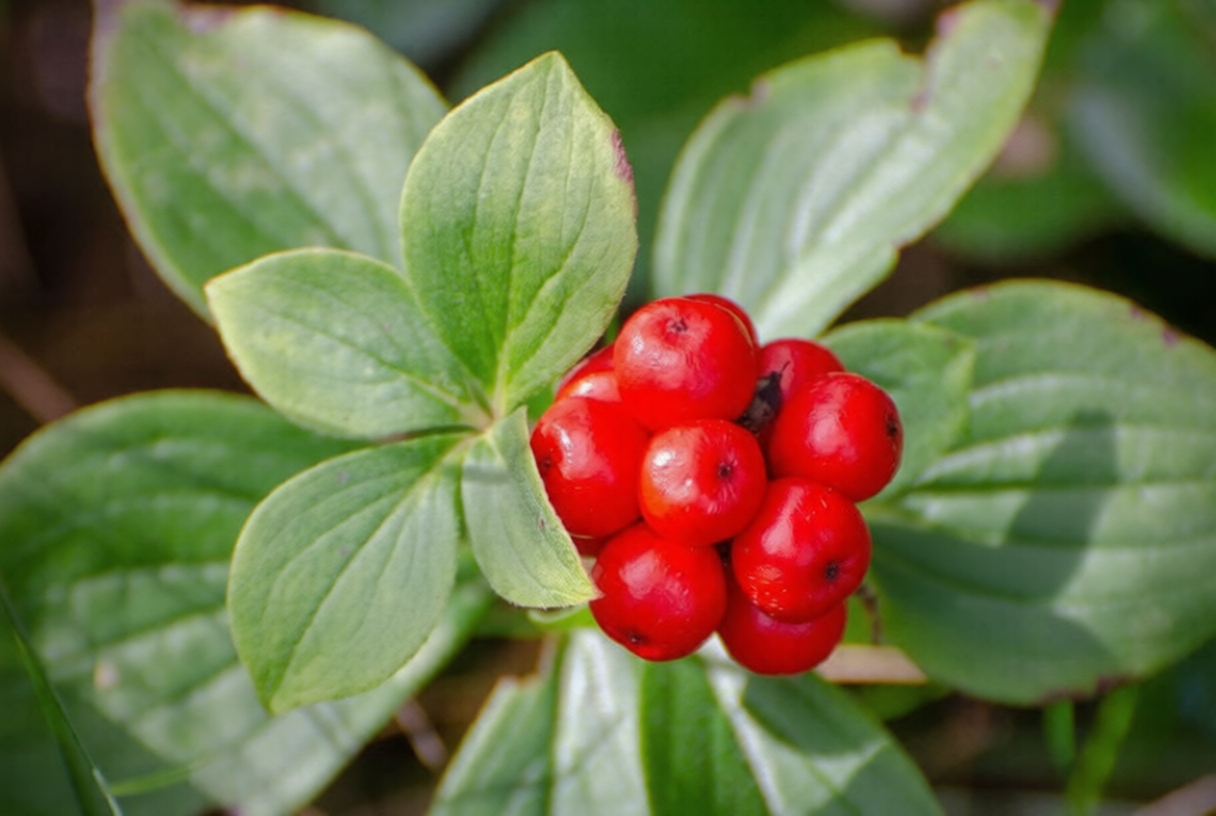 Τζίνσενγκ (Panax Ginseng) - Φυσική Ενέργεια, Αντοχή & Πνευματική Διαύγεια - OiloHerb