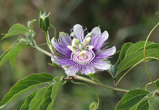 Passionflower