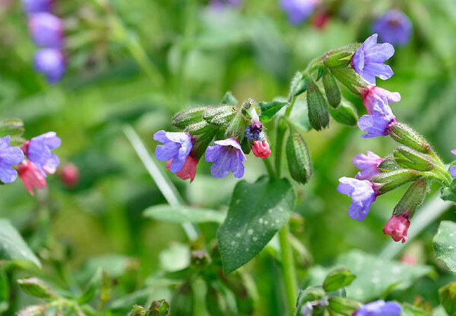 Lungwort