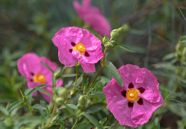 Cistus Rock Rose dried herb with powerful antioxidant properties