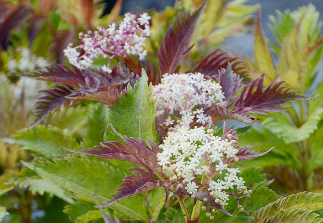 Elderberry