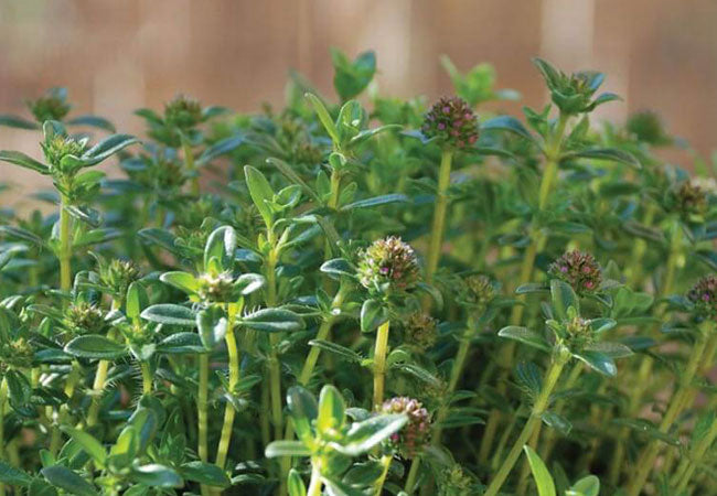 Savory (Satureja Thymbra) - aromatic herb for culinary & digestive wellness