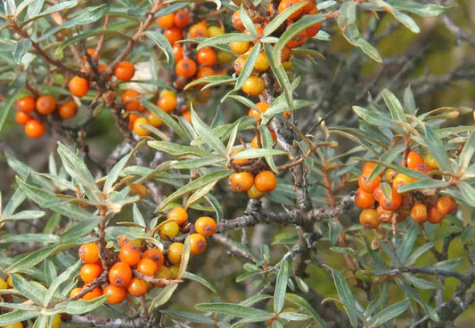 Hippophaes - Sea Buckthorn