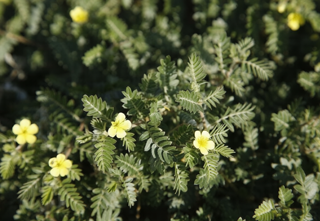 Τριβόλι (Tribulus Terrestris) - Φυσική Τόνωση, Λίμπιντο & Απόδοση - OiloHerb