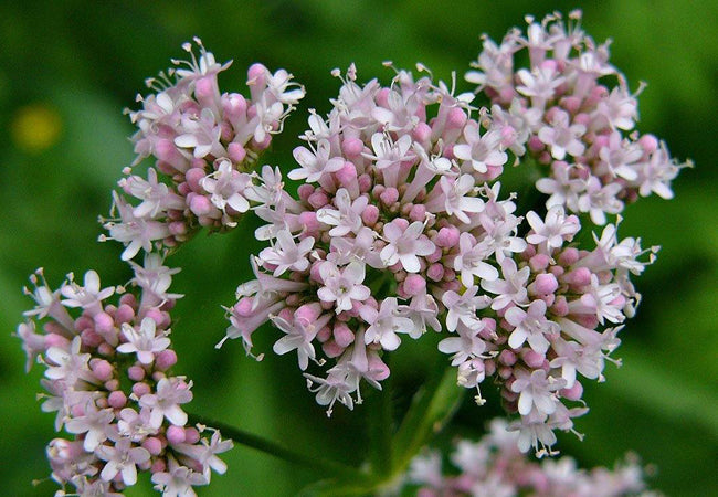 Βαλεριάνα (Valerian)