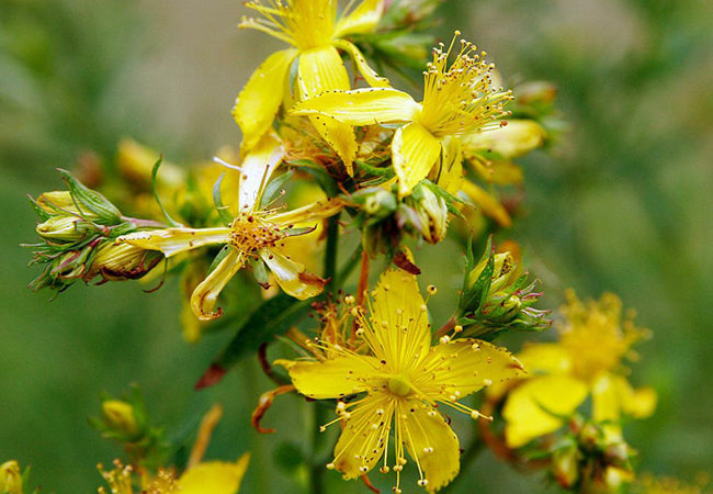 Βαλσαμόχορτο (St. John's Wort)