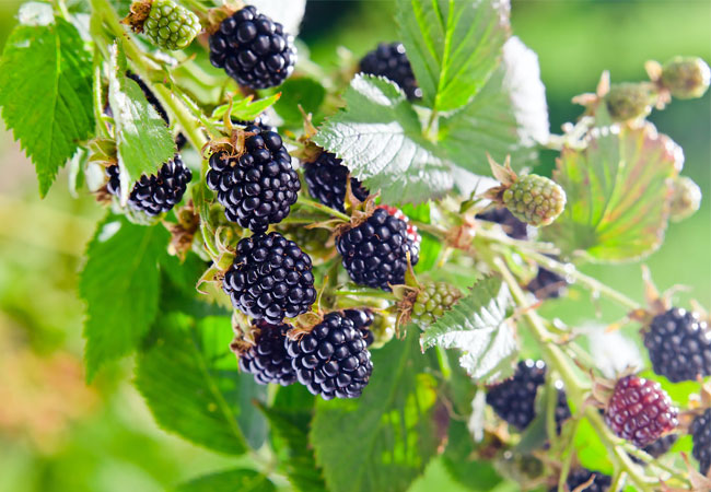 Blackberry botanical - Rubus fruticosus herb for DIY beauty & wellness
